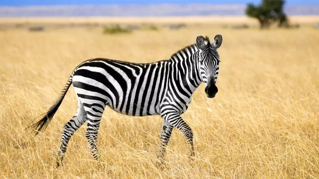 Are Zebras Black with White Stripes or White with Black Stripes? Here's the Answer