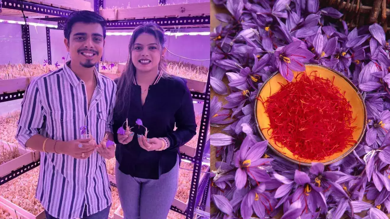 Nagpur Couple Innovates to Grow Saffron at Home Using Aeroponics: Here’s how you can grow it at your home