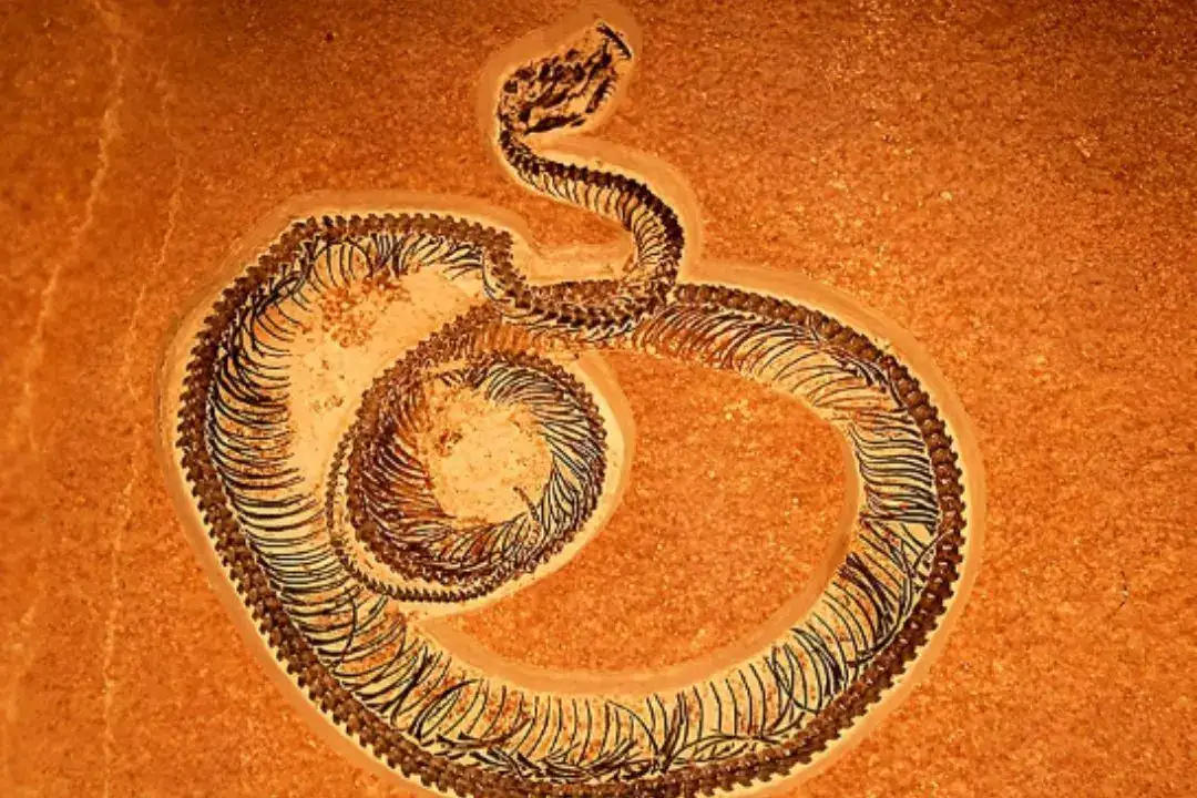 Was Lord Shiva's mighty Vasuki naag real? Fossils of a prehistoric 50 foot snake found in India