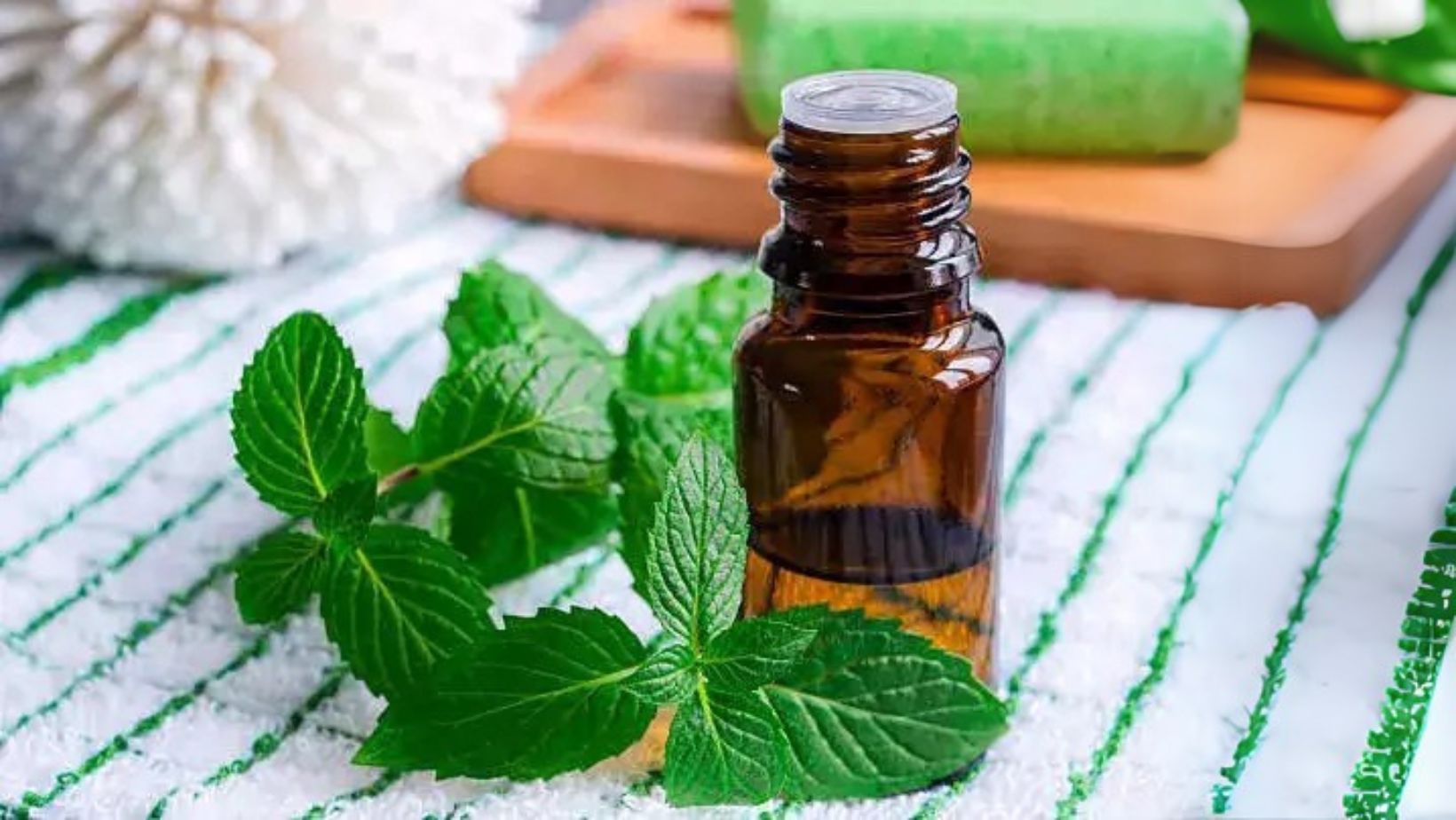 How to regrow hair in bald patches with Peppermint Oil